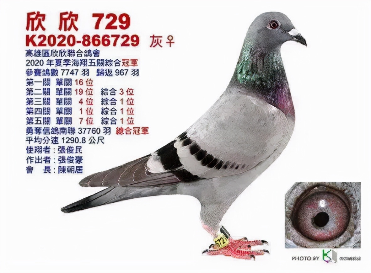 2019年最贵赛鸽成交价,赛鸽百万奖金