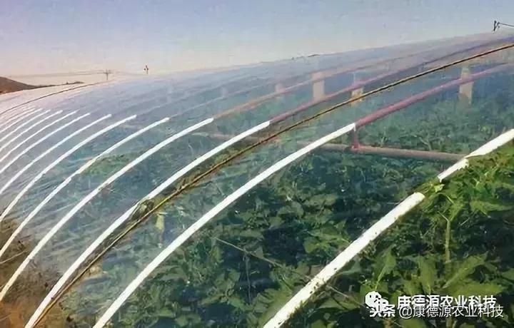 大棚的棚膜烂了怎么办,大棚棚膜滴水解决方法