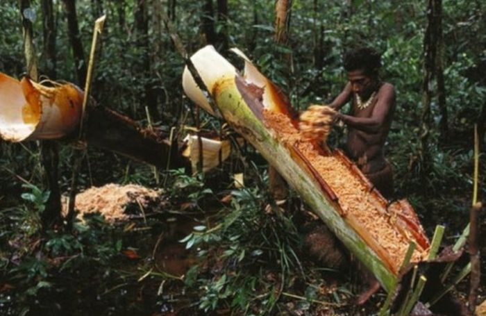 西米露和西米是一种东西吗,西米露的西米从哪里来的