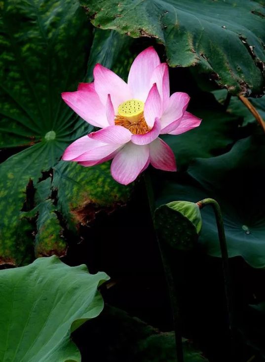 古诗词里纳凉,诗词夏季乘凉