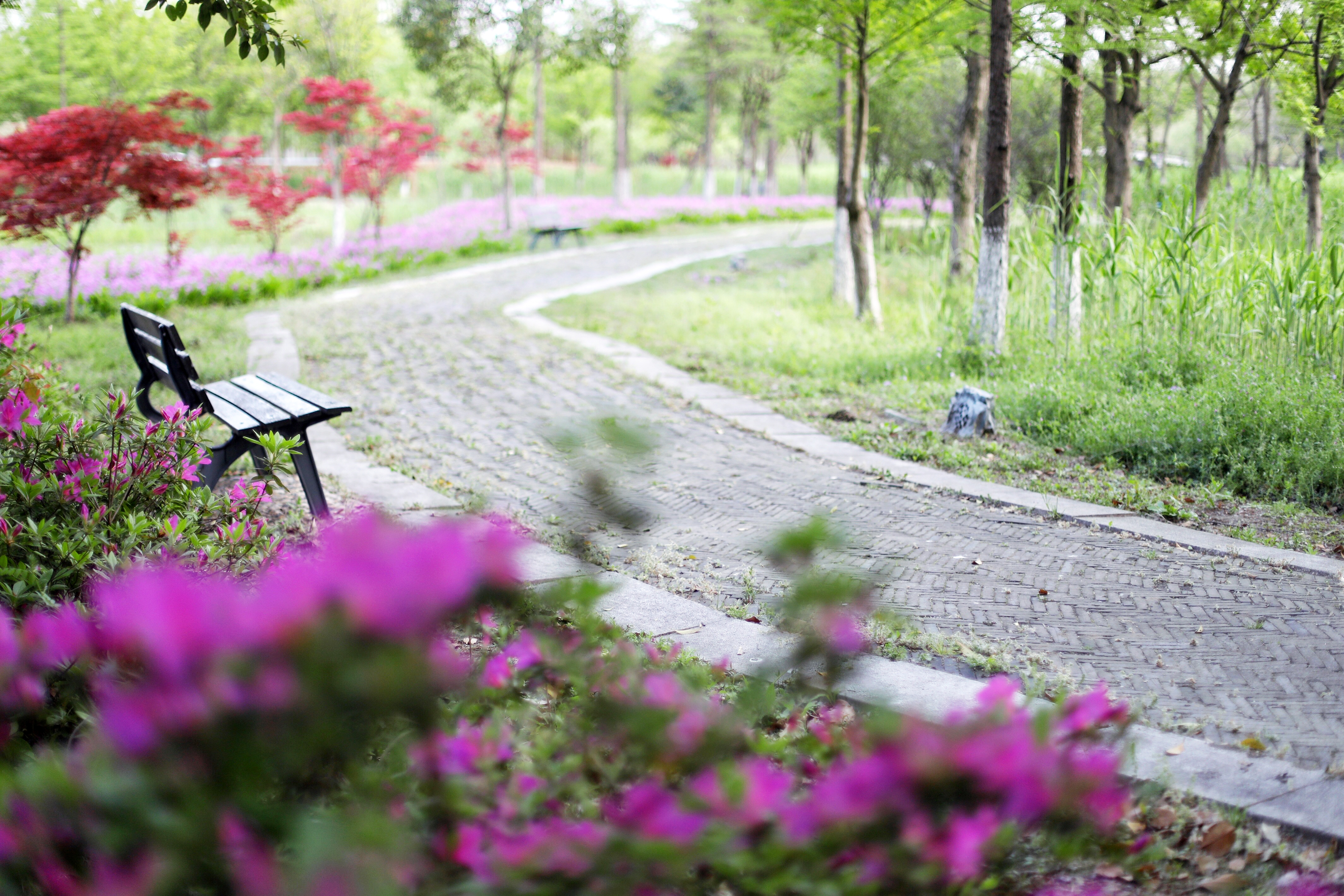 常熟水上花田旅游攻略,常熟水上游玩攻略