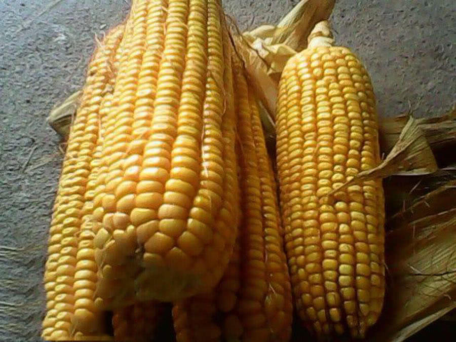 为什么都用玉米钓鱼,为什么用玉米一直钓到罗非鱼