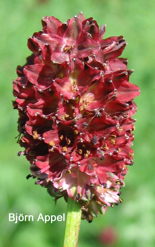 陆龟最喜欢的蔬菜,陆龟爱吃什么