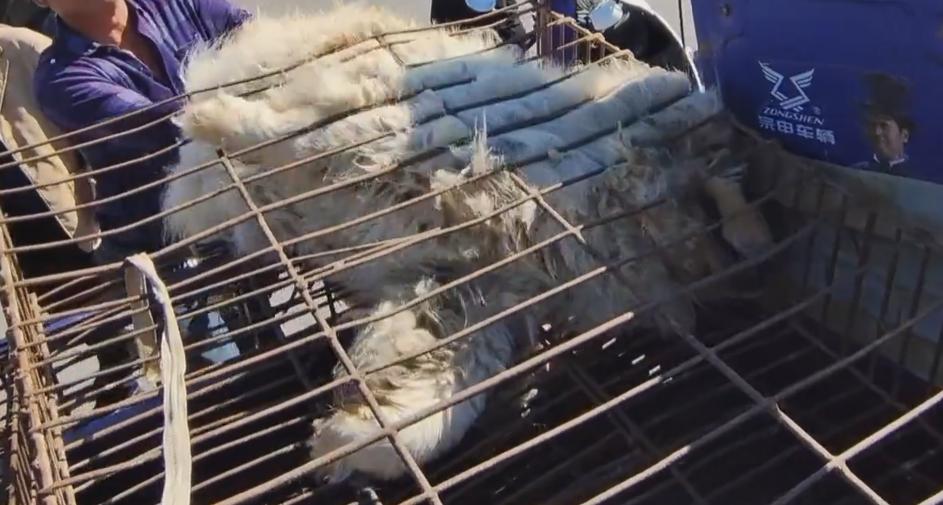 松狮被卖到狗肉馆,河南黑心狗贩子