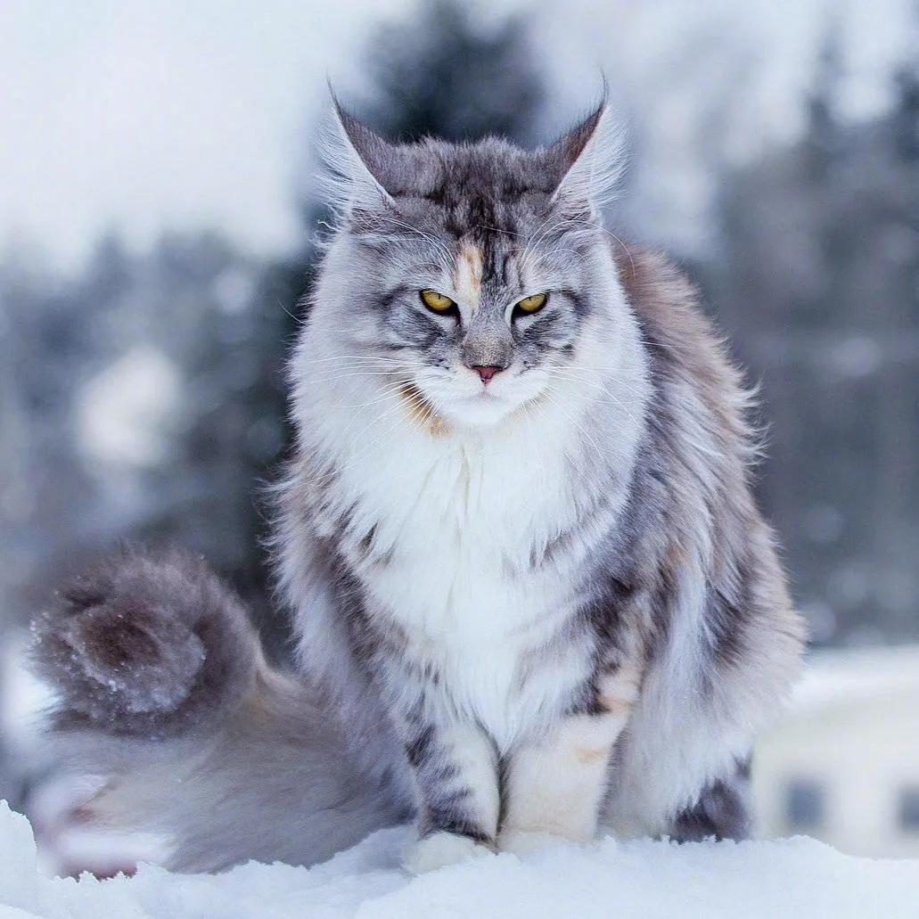 猫的种类大全缅因猫,古老的大型猫咪缅因猫