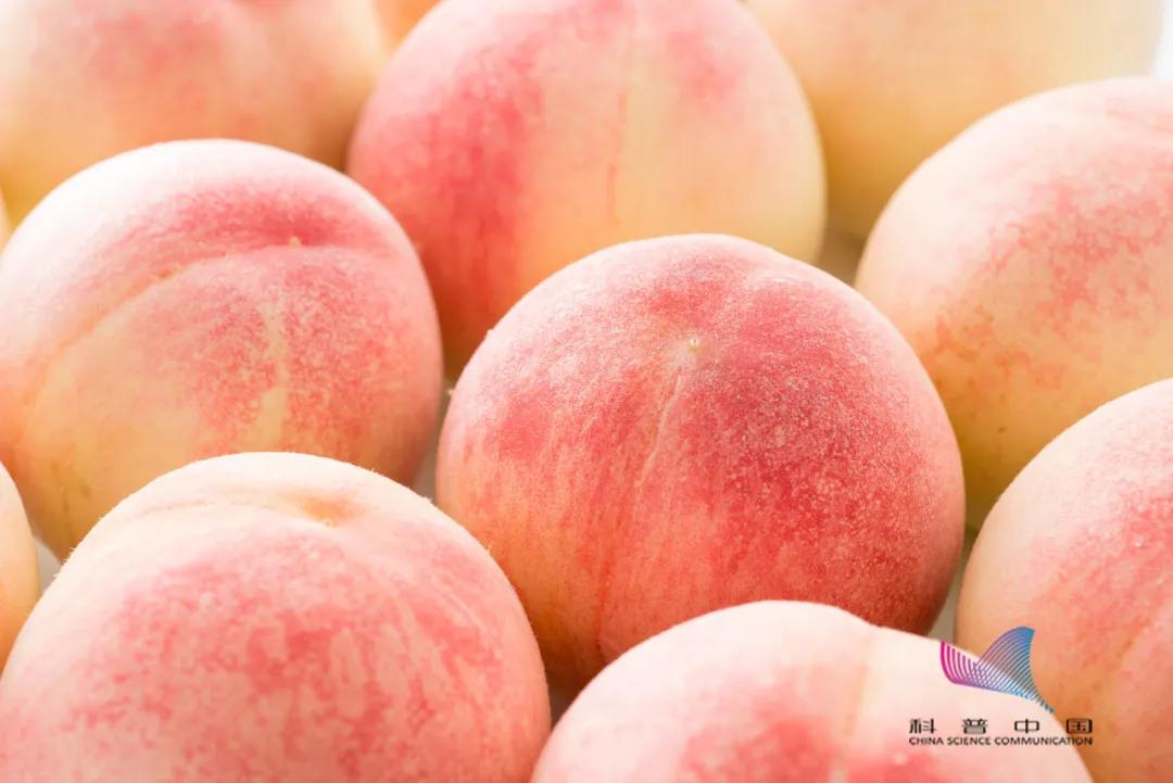 「辽阳科普」桃子上插牙签竟有这种好处！很多人都不知道