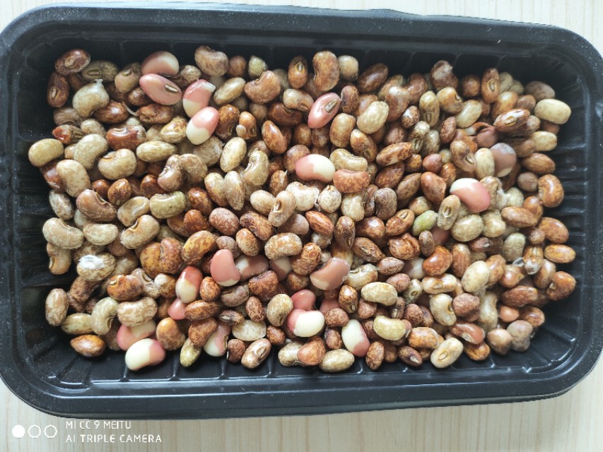 二伏三伏天的豇豆最鲜美,摘一把就能熬锅好粥,两碗不够还想喝吆