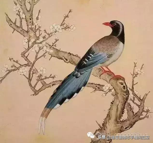 清宫鸟谱,清宫秘传鸟谱大全