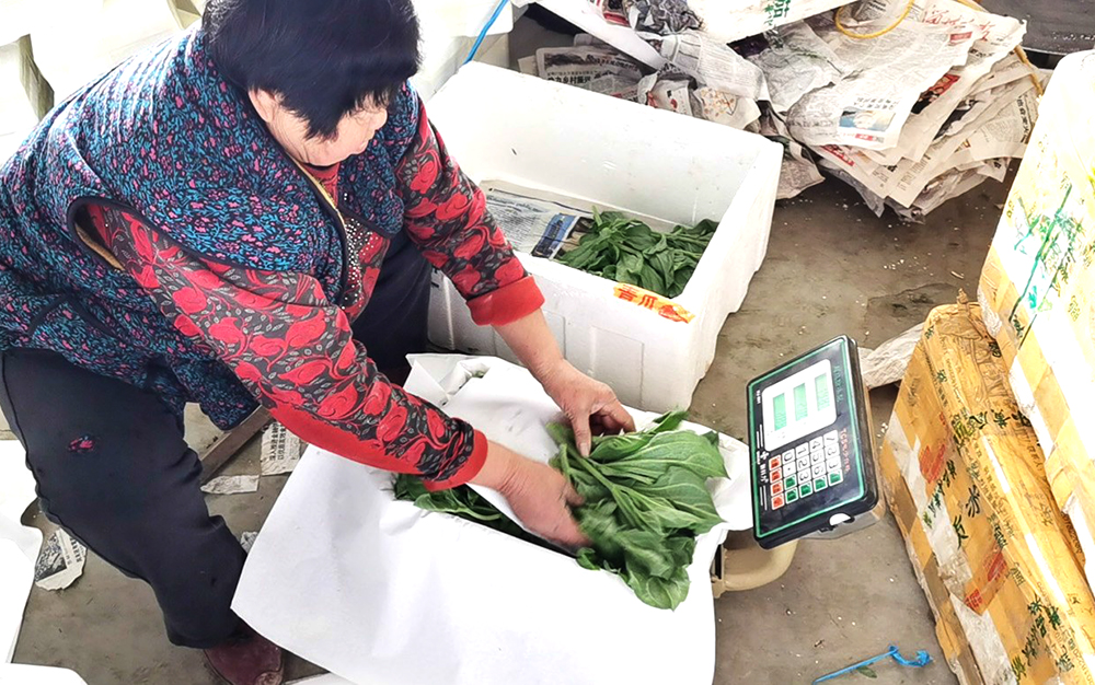 冰菜四季发财菜,冰菜有销路吗