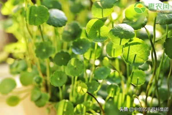 香菇草与金钱草对比,香菇草和积雪草一样吗