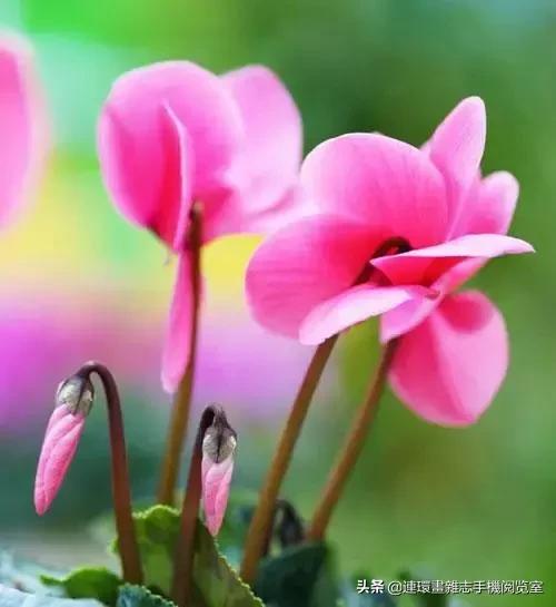 各种花的花语文案,花的花语100种