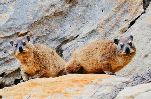 世界上寿命最长的十种哺乳动物,远古时期灭绝的哺乳动物大全