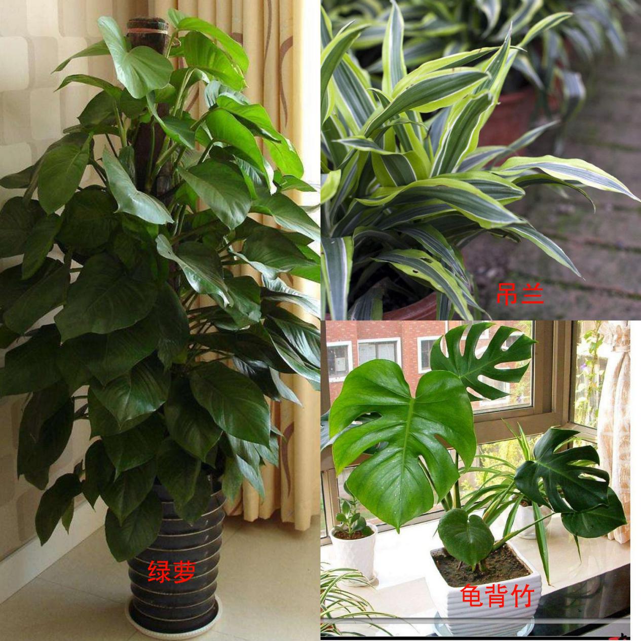 如果租住的房子甲醛超标怎么解决,住的房子甲醛严重超标怎么办