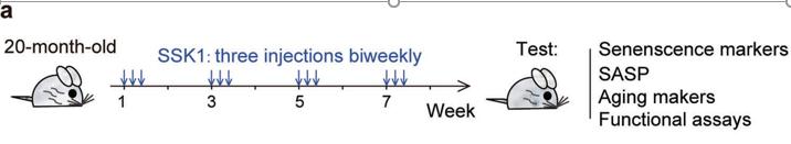 什么办法可以抗细胞衰老,如何抗糖化抗衰老