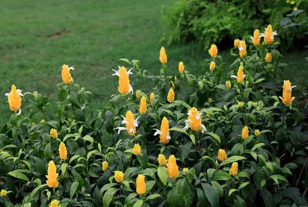 100种常见观叶植物图鉴史上最全,农村常见的100种植物