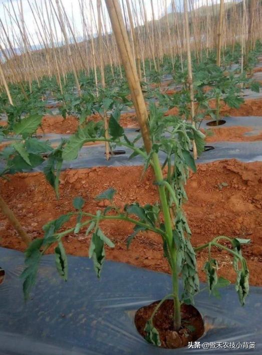 农作物灌根用什么杀菌药效果好,阿维菌素灌根可以防治哪些病害