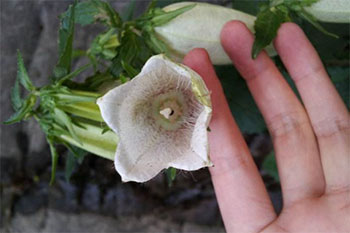 紫风铃花盆栽怎么养,地栽紫斑风铃草的养殖方法