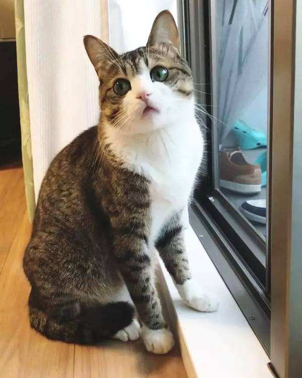 中华田园猫和狸花猫有什么区别,古代中华田园猫排行