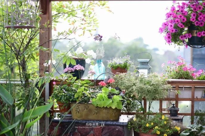 驱蚊草真的可以驱蚊子吗,驱蚊草能治蚊虫吗