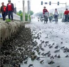 池塘里蛙声一片的散文,初夏夜晚蛙声的散文