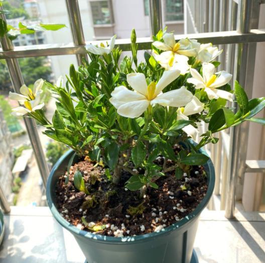 栀子花用什么肥料养叶子不黄叶,栀子花黄叶施什么肥料