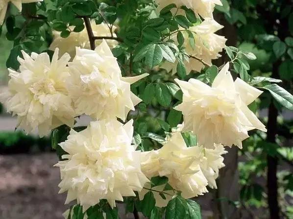 最全的植物辨识方法，辨认植物就靠它