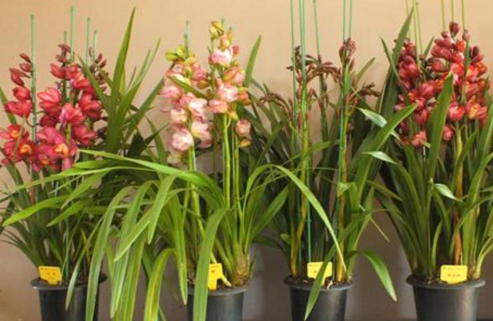 大蕙兰花开花后怎么养殖,蕙兰花年宵花怎么养好活