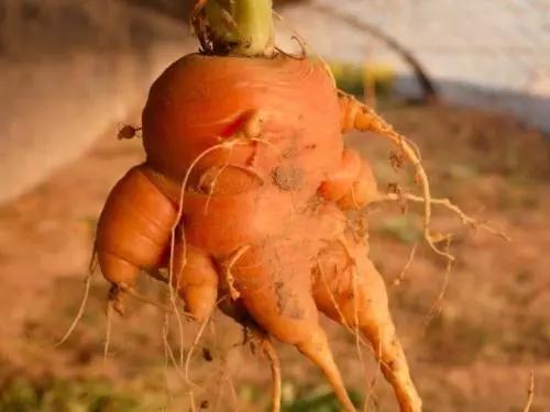 根结线虫病害及治疗方法,根结线虫危害全过程