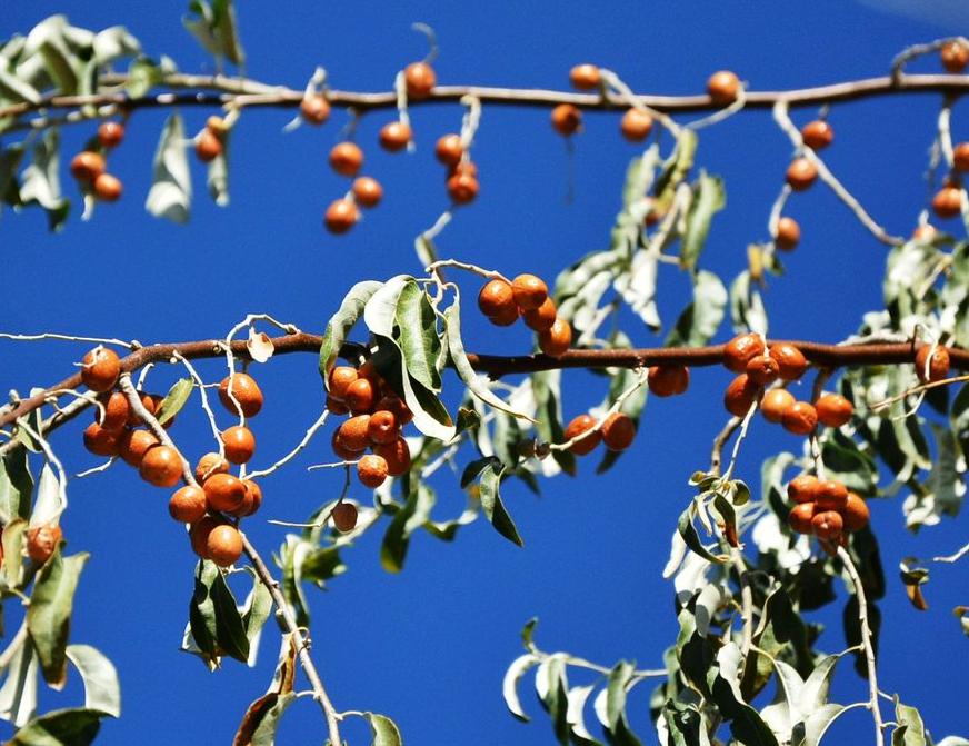 沙棘和沙枣区别,沙棘沙枣区别