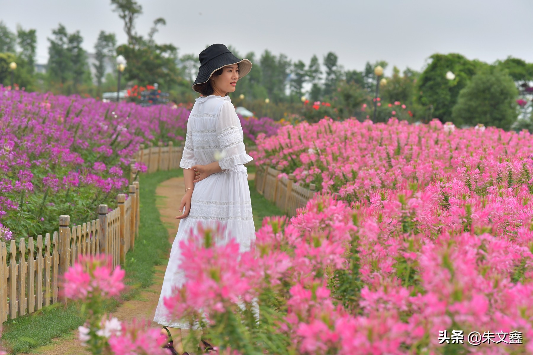 江苏大丰荷兰花海门票多少钱一张,大丰盐城荷兰花海