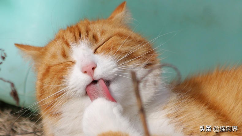 猫咪总是吃土是什么原因,猫咪老是吃头发怎么解决