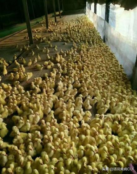 鹅食欲不振精神不佳拉稀吃什么药,鹅生病了呼噜流鼻涕