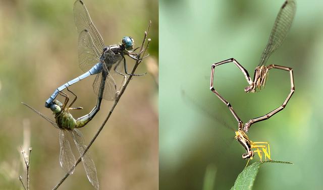 夏天捕捉蜻蜓,夏天捉飞虫