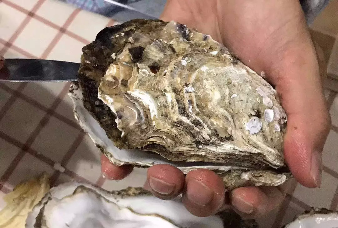 吃生蚝必须知道的20条定律,乳山牡蛎生蚝可以生吃吗