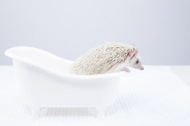 乡村那些年，我曾养过两只刺猬，却接连神秘消失……