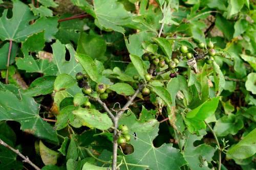 十二属相对应的植物,十二生肖中最罕见的植物