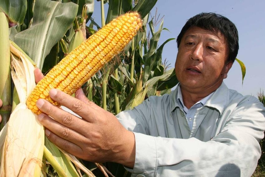 杂交玉米是谁研制出来的,杂交玉米之父