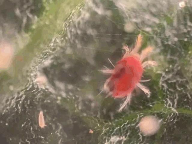 手持式显微镜放大100倍能看清什么,电子数码手机显微镜