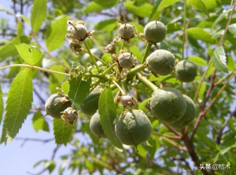 我国珍贵树种,我国有活化石之称的植物有哪些