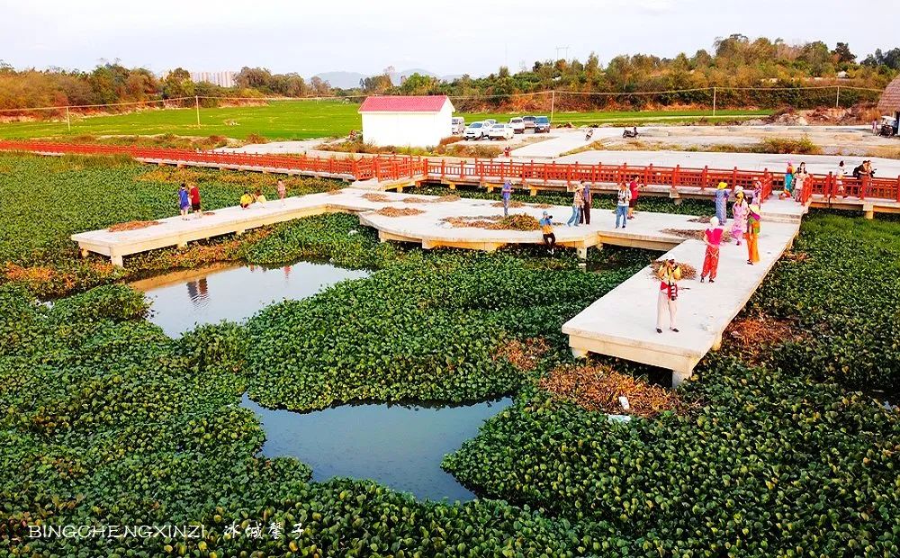 做把“村姑”，走进海南灯火灿烂的火龙果园