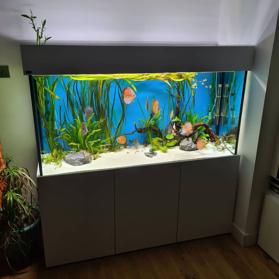 新手小白养鱼怎么选择鱼缸,养鱼怎么选择鱼缸