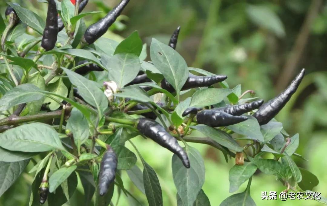 农村大叔种了10亩这种黑辣椒，2年后进城给孩子买了学区房！