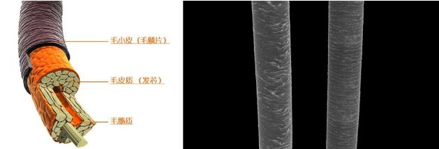 沙宣洗发水掉头发,沙宣洗发水洗了脱发