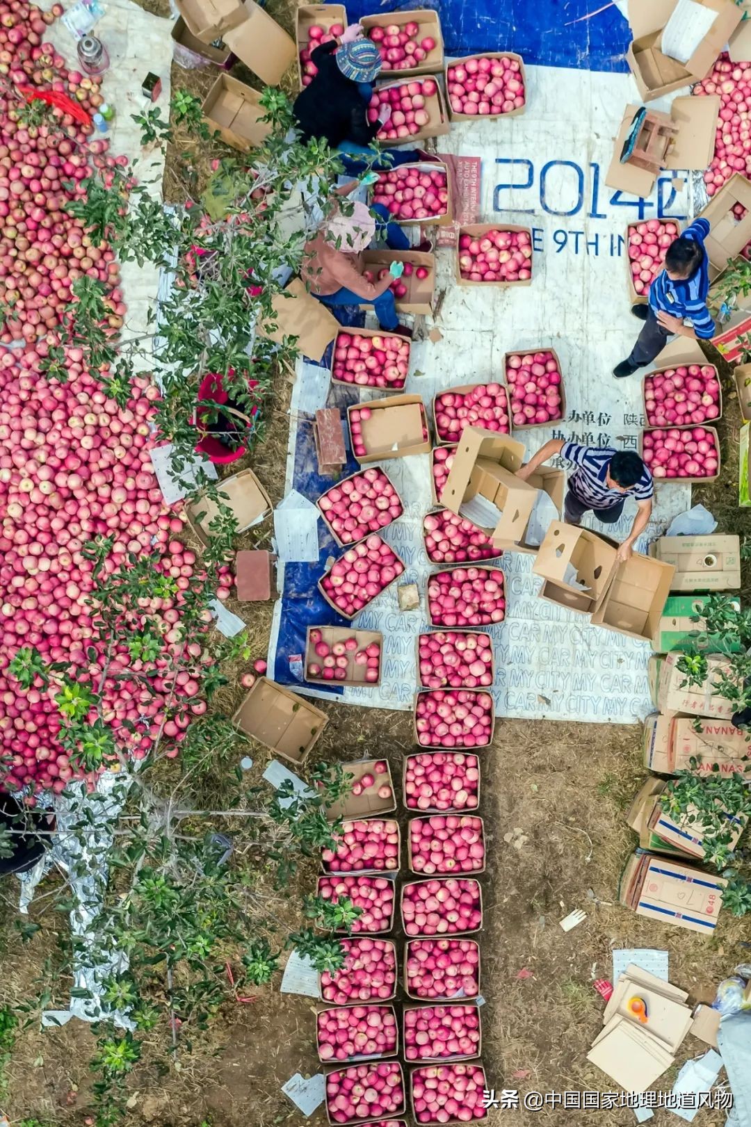 陕西水果第一大省有什么水果,陕西盛产水果吗