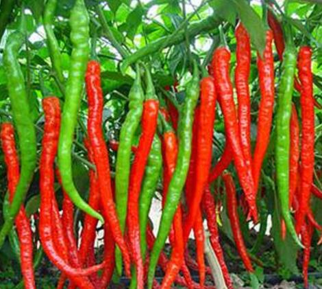 盆栽辣椒结果少,家里盆栽辣椒打枝的正确方法