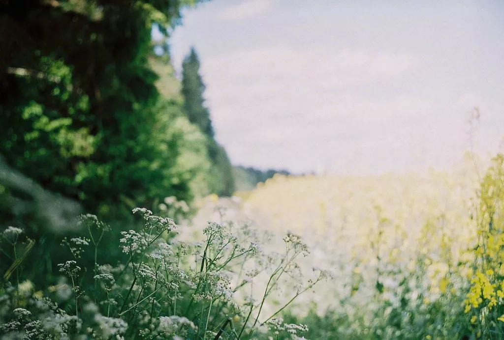 心中有花开人生春常在原文,心里有花开人生春常在