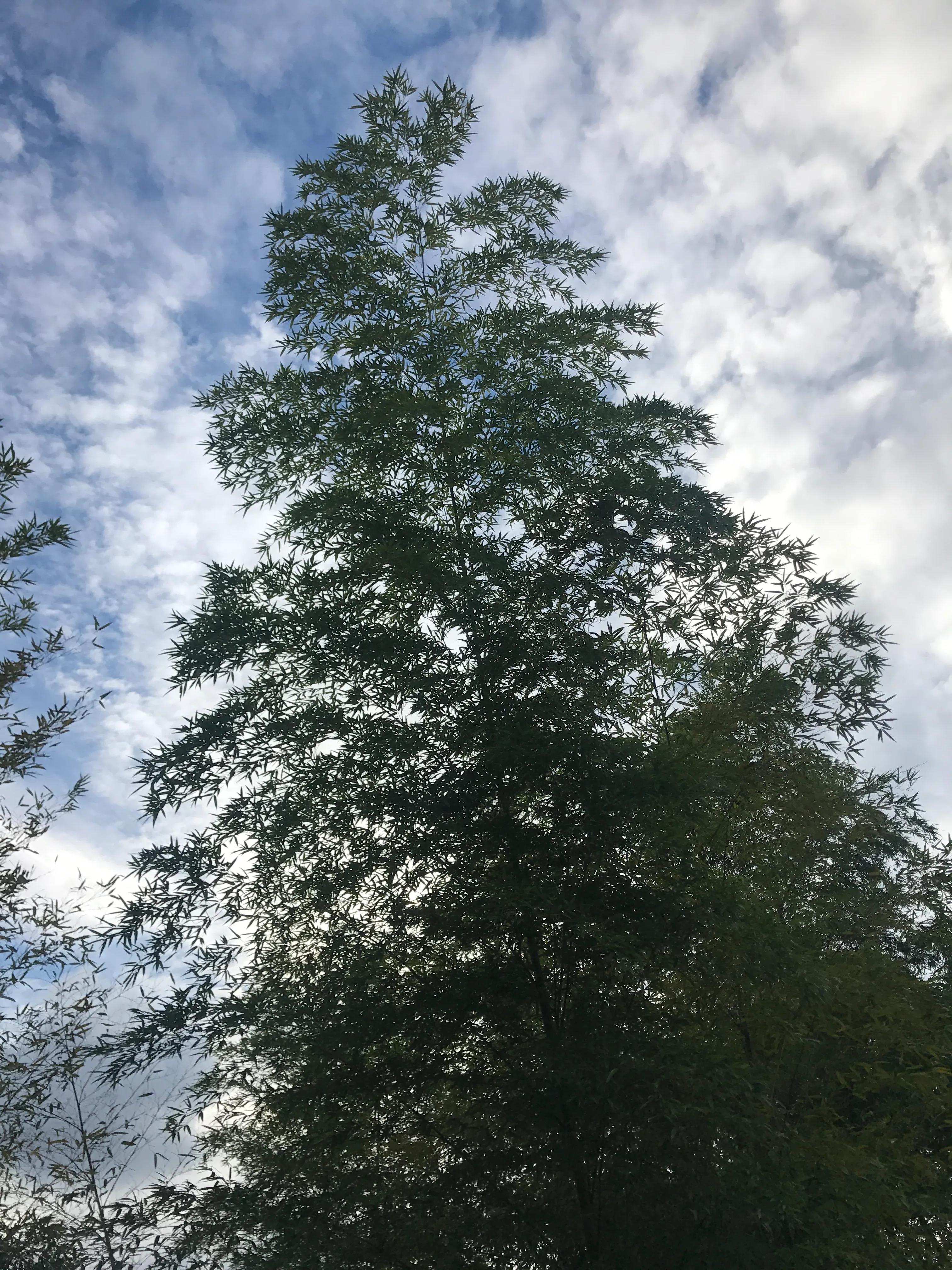 澶х編鑼跺北鏅尯,澶х編鑼跺北缇庢櫙