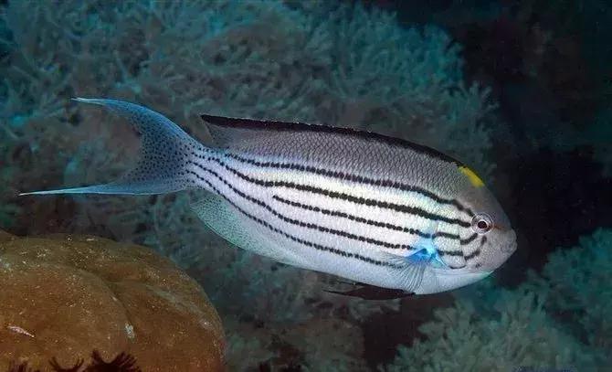 fot海水观赏鱼,fot鱼品种