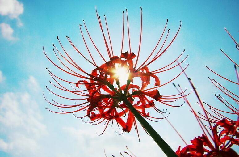 彼岸花开花不红,彼岸花开花不长叶