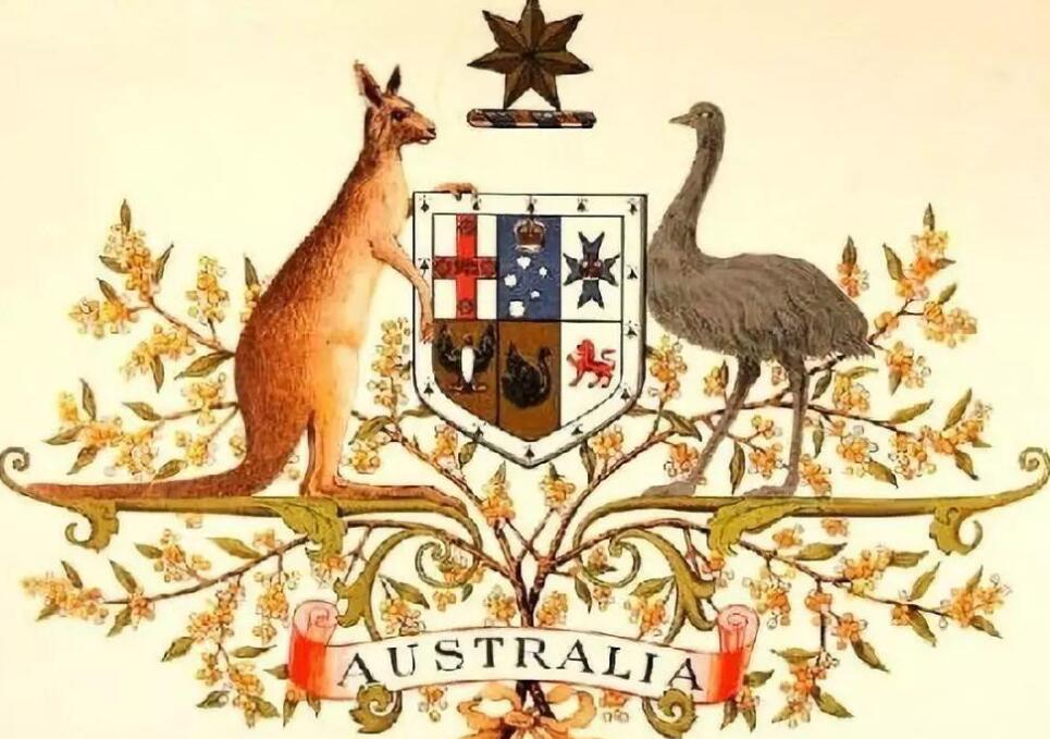 澳洲袋鼠大战,澳大利亚满大街的袋鼠